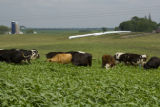 Normande dairy cows eating Sudan grass on farm near Jordan, Minnesota, the Riesgraf family.