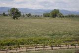Colorado vineyard growing University of MInnesota grape varieties.