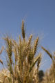 Norden' wheat