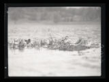 Ring-necked Duck