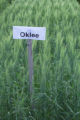 Oklee' wheat