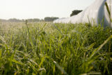Morning dew on forage grass, mid-June of exceptionally wet spring and early summer.