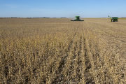 Harvesting soybeans on the Craven farm in Jackson County, Minnesota.