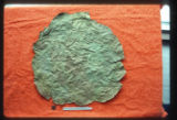 Sal (Shorea robusta) leaf platter from Pune, India. Upper surface.