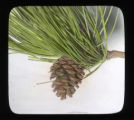 Cones and leaves of Pinus resinosa (Pinus hartwegii)