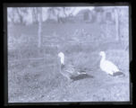 Blue Goose, Snow Goose