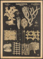(Typus) Coelenterata, Hohlthiere, (Classe) Porifera, Schwämme, (Ordnung) Hexactinellidae, Glassschwämme