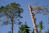 Blow down of old red and white pines on the Chippewa National Forest, Minnesota, in July, 2012.