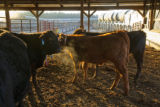 Beef research and education at the University of Minnesota, Rosemount Research and Outreach Center.