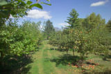 New Ulm, Apeeling Orchard, apples developed by the University of Minnesota.