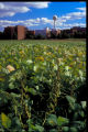 Soybean research plots, U of Minnesota, St. Paul Campus. Minnesota Agricultural Experiment Station research project, "Soybean breeding and genetics." Principal investigator, James Harold Orf
