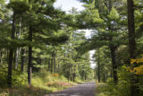 Forests and watersheds of Northeast Minnesota.