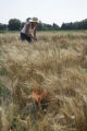 Making selections in wheat research plots, St. Paul Campus.