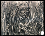 Least Bittern's nest, opened