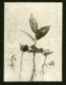 Seedlings of Calycanthus