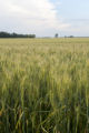 Wheat field, Red Lake County, Minnesota.