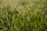 Morning dew on forage grass, mid-June of exceptionally wet spring and early summer.