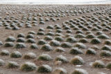 Turf grass breeding plots, winter weekend snow on the St. Paul campus of the University of Minnesota.