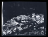 Ruffed Grouse, the "fighting grouse"