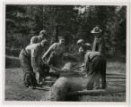 Cutting red pine log with two-man chainsaw