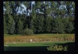 Turf grass