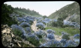 Lupinus douglasii, San Juan Canyon, near Carmel, California