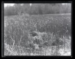 King Rail entering nest