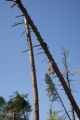 Blow down of old red and white pines on the Chippewa National Forest, Minnesota, in July, 2012.