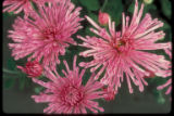 Centerpiece chrysanthemum.