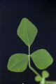 Medicago truncatula sequencing project, funded by National Science Foundation.