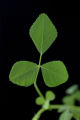 Medicago truncatula sequencing project, funded by National Science Foundation.
