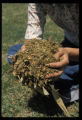 Corn silage
