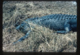 Sabine Wildlife Refuge South of Lake Charles
