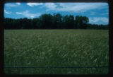 Rye field