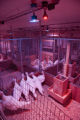 Balance of blue and red lighting to induce broodiness, turkey egg laying, in University of MInnesota research at the Rosemount Research and Outreach Center.