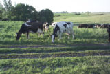 Organic dairying and rotational grazing research by Dennis G. Johnson, University of Minnesota West Central Research and Outreach Center, Morris.