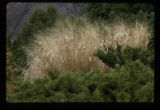 Ornamental grass