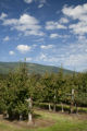 Apple Valley orchard grows University of Minnesota Honeycrisp apples in the foothills of the North Cascades.