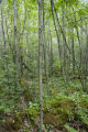 Site of a tornado approximately 25 years earlier, releasing the aspen.