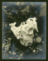 Helvella lacunosa
