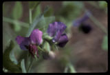Field pea blossom.