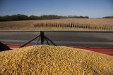 Combine harvesting corn at the University of Minnesota, Rosemount Research and Outreach Center.