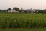Corn field in Carver County, Minnesota, near Cologne, on U.S. Hwy. 212.