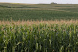 Corn, Rice County, Minnesota.
