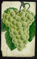 Plate, Martha (Grapes)