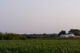Corn field in Carver County, Minnesota, near Cologne, on U.S. Hwy. 212.