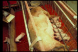 Sow and piglets in farrowing crate. U of Minnesota, North Central Experiment Station, Grand Rapids. Minnesota Agricultural Experiment Station research project.