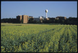 Canola on St. Paul Campus, University of Minnesota, to lure bees and wasps from people attending Minnesota State Fair nearby.