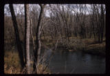 Dwarf Trout lily site