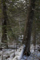 Old white cedar trees and balsam fir understory near the North Shore of Lake Superior.